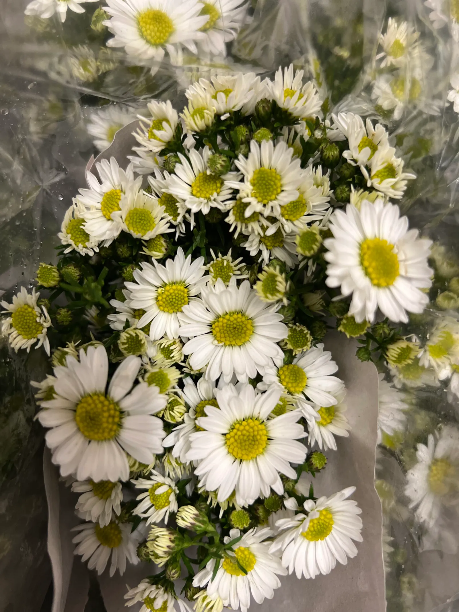 Bunch of white daisies with yellow centres