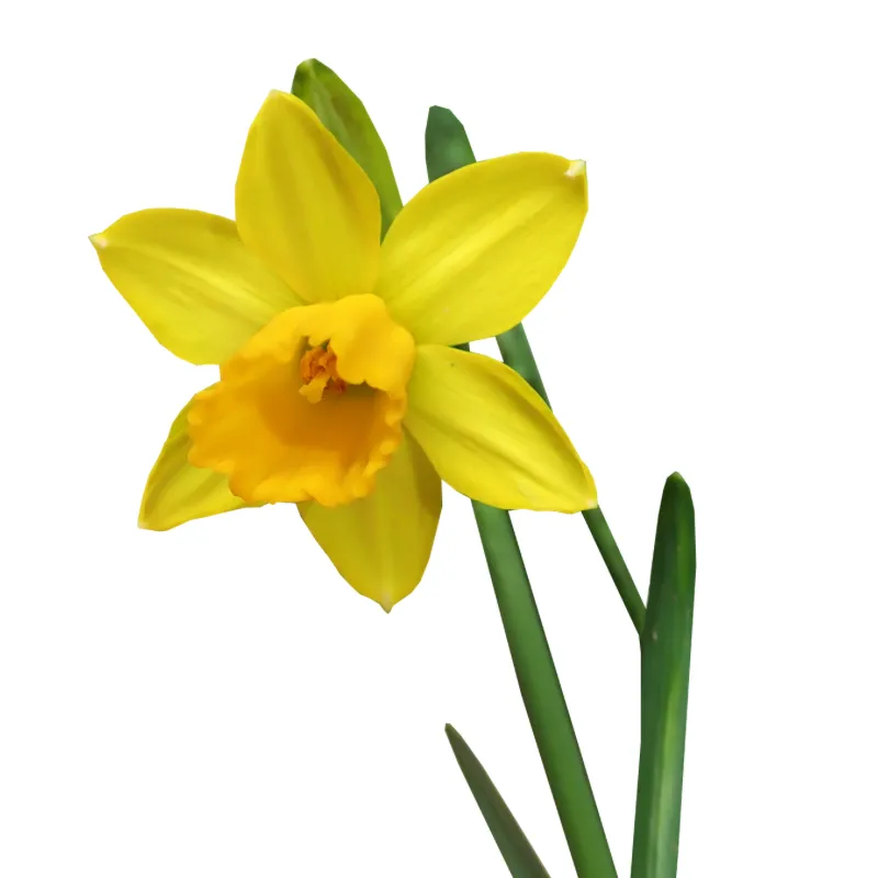 Single yellow daffodil on a white background