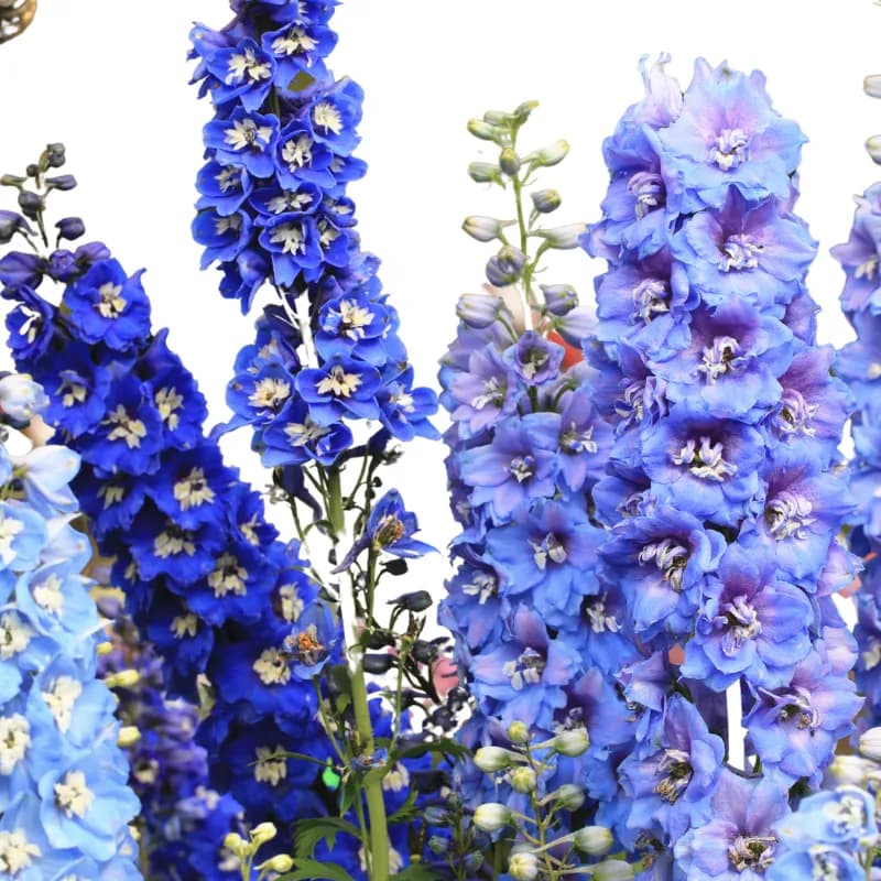 Tall stems of deep blue and violet delphinium