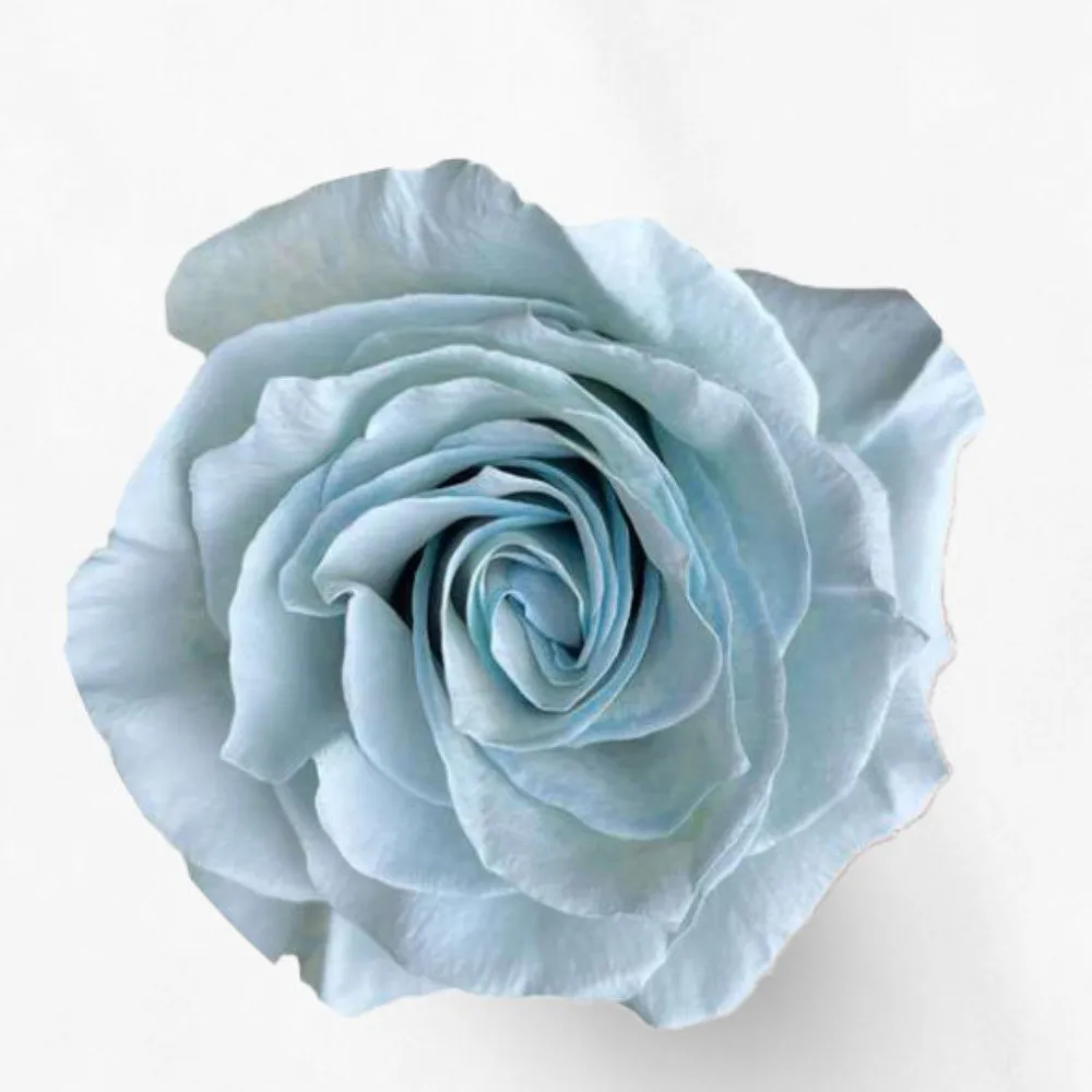 Single sky blue tinted rose seen from above
