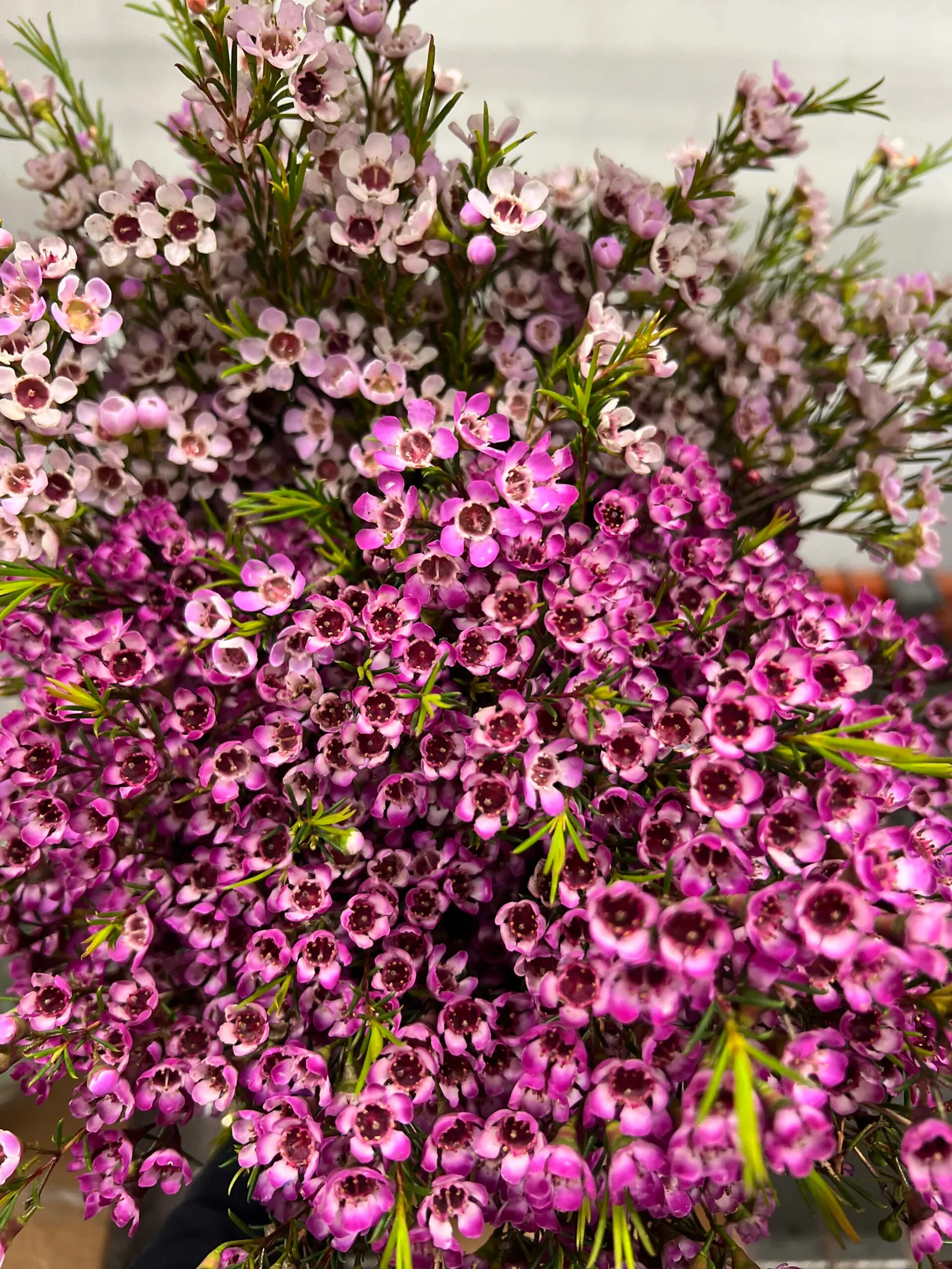 Full bunch of pink and purple waxflower stems