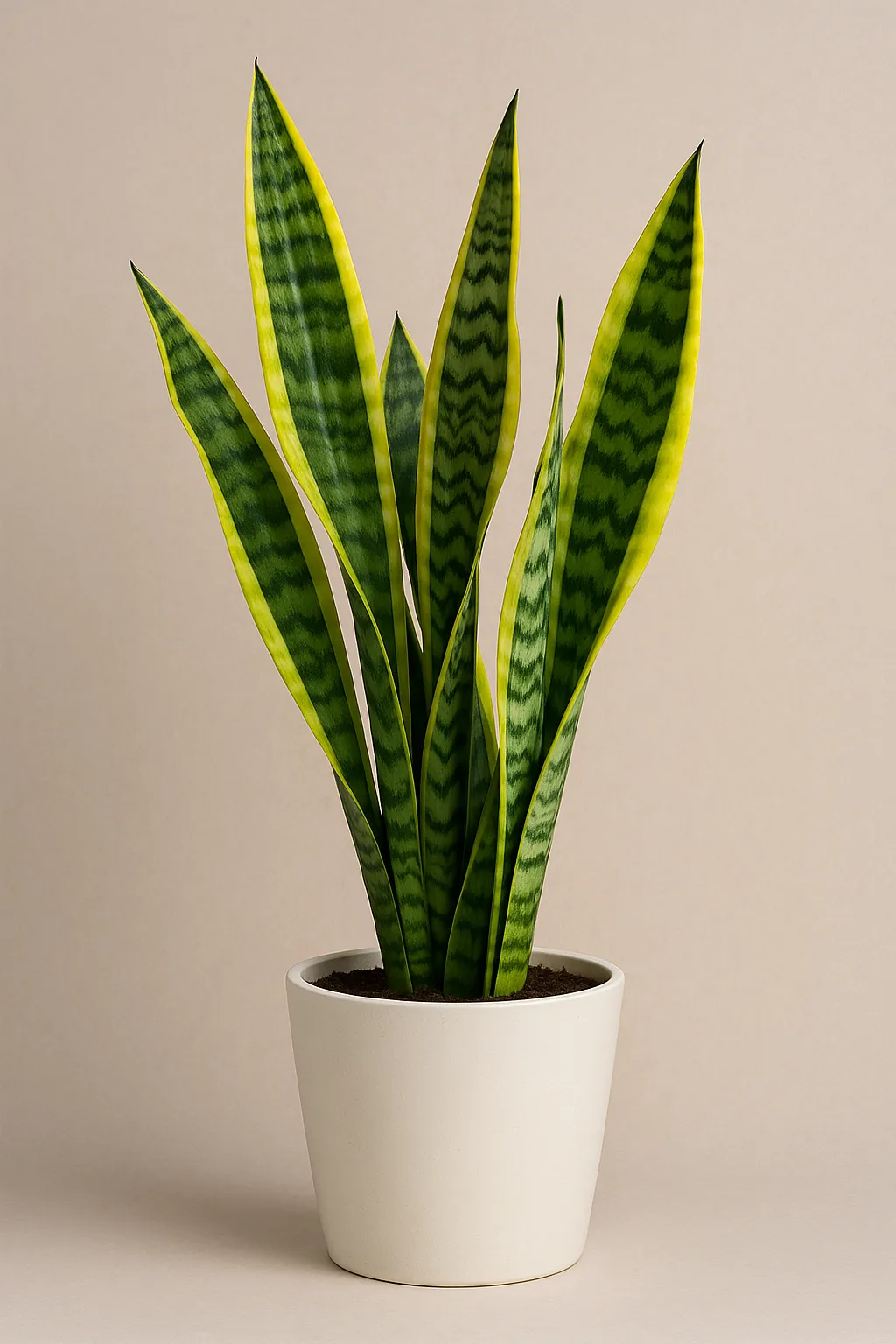 Snake plant with yellow-edged leaves in a cream pot