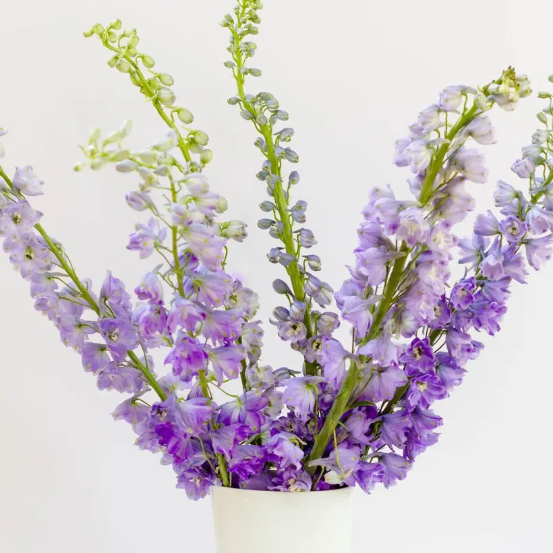 Lavender delphinium stems in a white vase