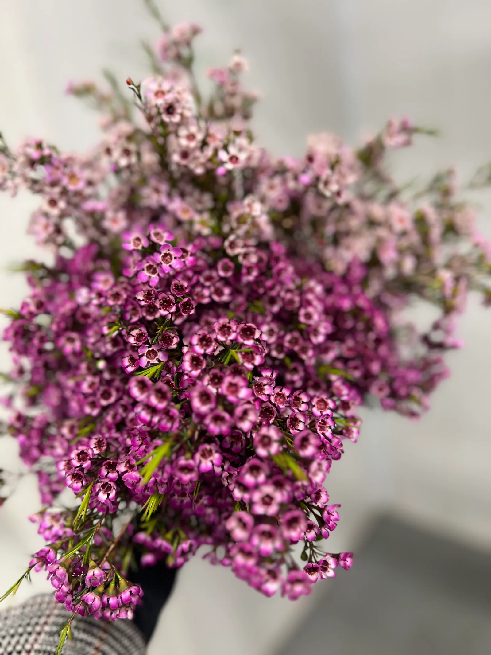 Close-up of purple and pink waxflower blossoms