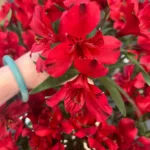 red red bouquet flower delivery Toronto - Fresh arrangement by Laris Florist GTA