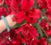 red red bouquet flower delivery Toronto - Fresh arrangement by Laris Florist GTA