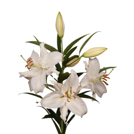Oriental Lily
