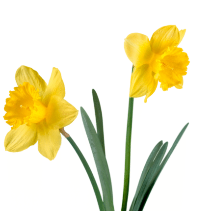 Daffodil