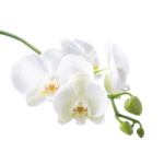 Orchid Phalaenopsis