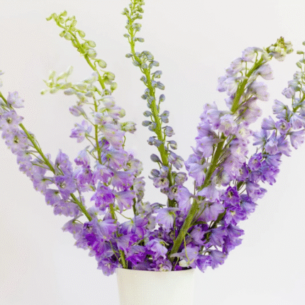 Delphinium