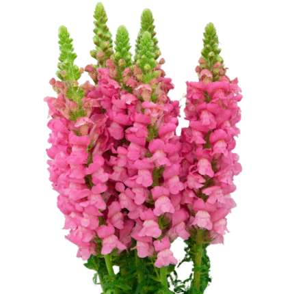 Snapdragons