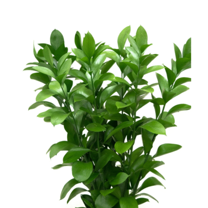 Israel Ruscus