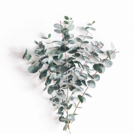 Baby Eucalyptus