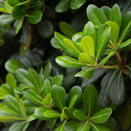 Pittosporum