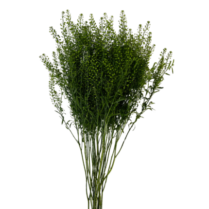 Pennycress