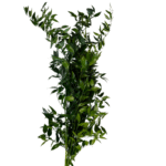 Italian Ruscus