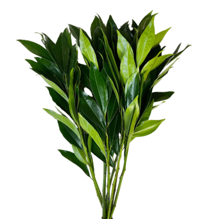 Cocculus