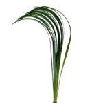 Lily Grass