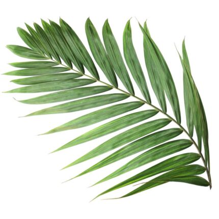 Palm Leaves