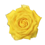 Bulk Yellow Roses
