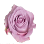 Bulk Lavender Roses