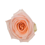 Bulk Peach Roses