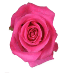 Bulk Hot pink Roses