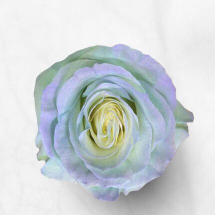 Tinted Rose Cereza