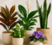 10 Best Indoor Plants